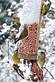 FINCHES ON BIRD FEEDER