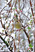 GREENFINCH  (FEMALE) IN SNOW