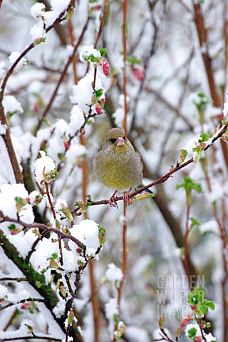 GREENFINCH__FEMALE_IN_SNOW