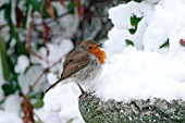 ROBIN ON SNOW COVERED BIRD BATH