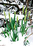 DAFFODILS THROUGH SNOW