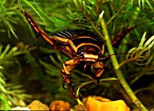 GREAT DIVING BEETLE FEMALE,  DYSTICUS MARGINALIS,  ON ATTACK FRONT VIEW