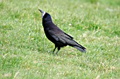 ROOK IN GRASSLAND