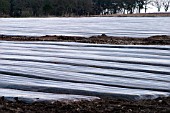 CARROTTS COMMERCIALLY GROWN UNDER POLYTHENE