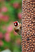 GOLDFINCH ON BIRD FEEDER