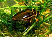 GREAT DIVING BEETLE MALE,  DYSTICUS MARGINALIS,  CLINGING TO WATER PLANTS