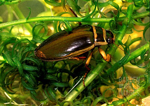 GREAT_DIVING_BEETLE_MALE__DYSTICUS_MARGINALIS__CLINGING_TO_WATER_PLANTS