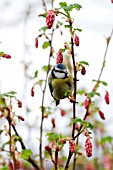 BLUE TIT ON FLOWERING CURRANT