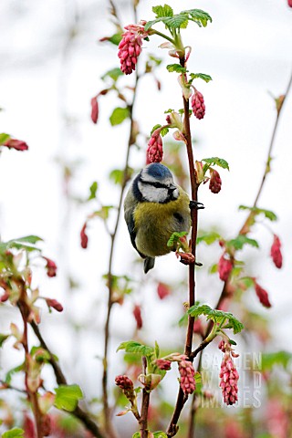 BLUE_TIT_ON_FLOWERING_CURRANT