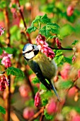 BLUE TIT ON FLOWERING CURRANT