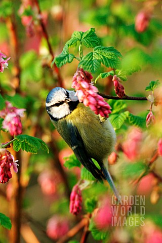 BLUE_TIT_ON_FLOWERING_CURRANT