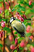 BLUE TIT ON FLOWERING CURRANT