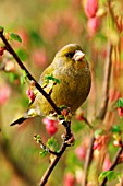 CHAFFINCH (MALE) ON FLOWERING CURRANT