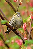 SISKIN (FEMALE) ON FLOWERING CURRANT