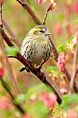 SISKIN (FEMALE) ON FLOWERING CURRANT