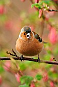 CHAFFINCH (MALE) ON FLOWERING CURRANT