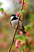 COAL TIT ON FLOWERING CURRANT