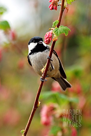 COAL_TIT_ON_FLOWERING_CURRANT