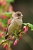 GREENFINCH ON FLOWERING CURRANT