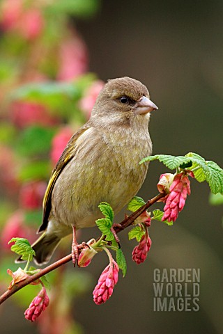 GREENFINCH_ON_FLOWERING_CURRANT