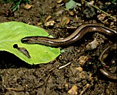 SLOWWORM,  ANGUIS FRAGILIS,  ABOUT TO EAT SLUG ON LETTUCE