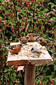 BIRDS FEEDING ON RUSTIC BIRD TABLE