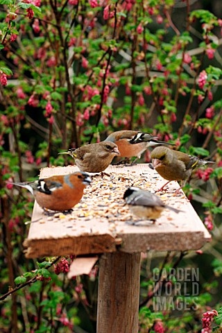 BIRDS_FEEDING_ON_RUSTIC_BIRD_TABLE