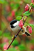 COAL TIT IN FLOWERING CURRANT