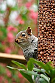 GREY SQUIRREL ON BIRD FEEDER