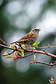 HEDGE SPARROW SINGING