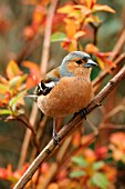 CHAFFINCH (MALE) ON BRANCH