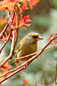 GREENFINCH (MALE) ON BRANCH