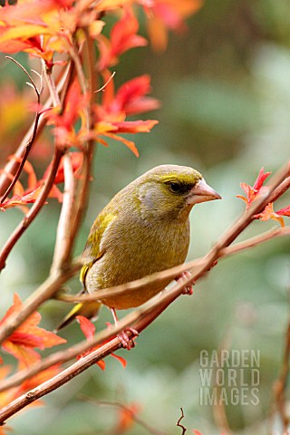 GREENFINCH_MALE_ON_BRANCH