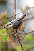 NUTHATCH ON BRANCH