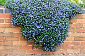 LOBELIA,  TRAILING PLANT IN FLOWER