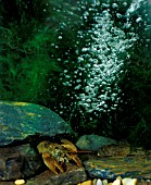 WHITE CLAWED CRAWFISH,  AUSTROPOTAMOBIUS PALLIP,  UNDER STONE