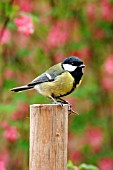 GREAT TIT ON POST