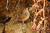 WREN