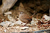 WREN