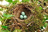 BLACKBIRDS NEST AND EGGS