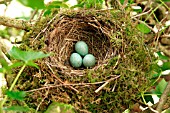 BLACKBIRDS NEST AND EGGS