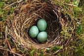 BLACKBIRDS NEST AND EGGS