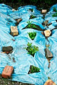 POTATOES GROWING THROUGH BLUE POLYTHENE