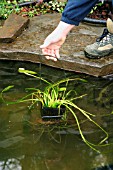 REPLANTING WATER HAWTHORN (REMOVING POT)