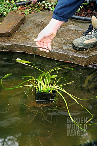 REPLANTING_WATER_HAWTHORN_REMOVING_POT