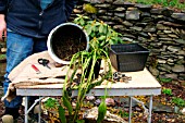 REPOTTING APONOGETON DISTACHYOS (WATER HAWTHORN)