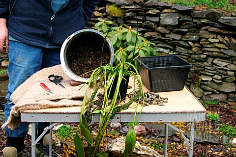 REPOTTING_APONOGETON_DISTACHYOS_WATER_HAWTHORN