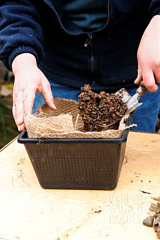REPLANTING_WATER_HAWTHORN_ADD_SOIL_TO_POT