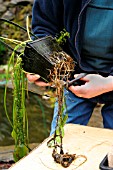 REPLANTING WATER HAWTHORN (TRIM EXCESS ROOTS)