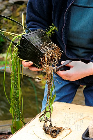 REPLANTING_WATER_HAWTHORN_TRIM_EXCESS_ROOTS